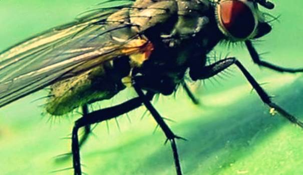 Вредители капусты фото - Весенняя капустная муха